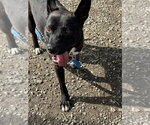 Small #8 Labrador Retriever Mix