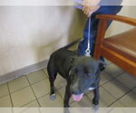 Small Labrador Retriever