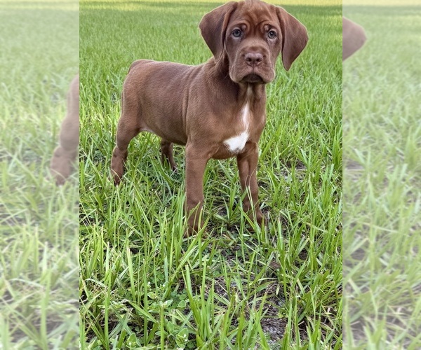 Medium Photo #1 Cocker-Pei Puppy For Sale in PLANT CITY, FL, USA