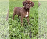 Image preview for Ad Listing. Nickname: Ruby