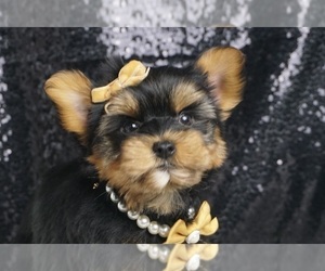 Medium Morkie