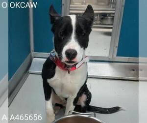 Mutt Dogs for adoption in Oklahoma City, OK, USA