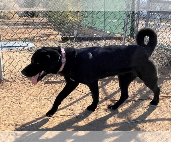 Medium Photo #7 Chesador Puppy For Sale in Apple Valley, CA, USA