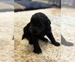 Puppy Puppy 4 Labradoodle