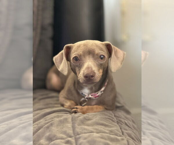 Medium Photo #2 Dachshund-Unknown Mix Puppy For Sale in Springdale, PA, USA