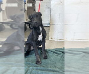 Labrador Retriever-Unknown Mix Dogs for adoption in San Bernardino, CA, USA