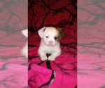 Small Photo #7 Shih-Poo Puppy For Sale in SAN ANTONIO, TX, USA