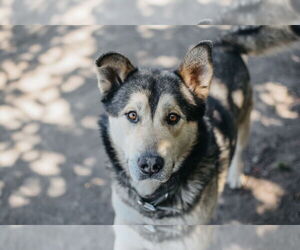 German Shepherd Dog-Huskies  Mix Dogs for adoption in Longview, WA, USA