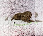 Small #21 Cavapoo