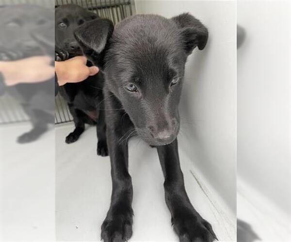 Medium Photo #1 Labrador Retriever-Unknown Mix Puppy For Sale in Houston, TX, USA