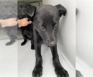 Labrador Retriever-Unknown Mix Dogs for adoption in Houston, TX, USA