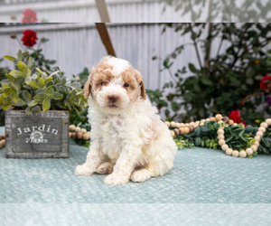 Medium Poodle (Miniature)