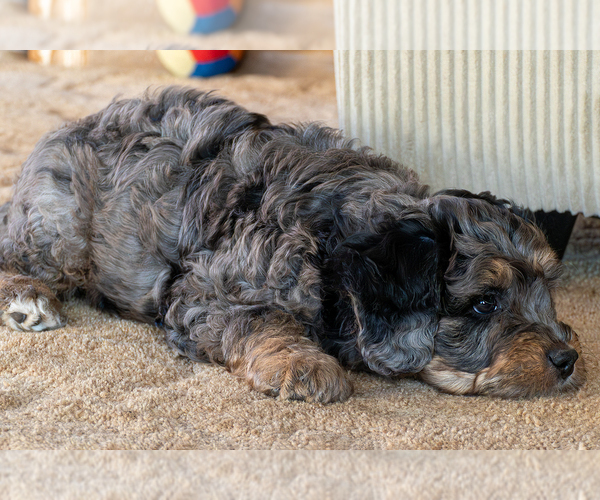 Medium Photo #6 Bernedoodle (Miniature) Puppy For Sale in ROY, UT, USA