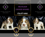 Small #5 Cocker Spaniel