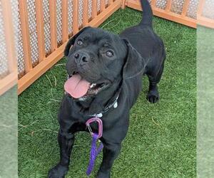 Labrador Retriever-Unknown Mix Dogs for adoption in Las Vegas, NV, USA
