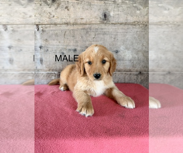 Medium Photo #9 Golden Retriever Puppy For Sale in VERMONTVILLE, MI, USA