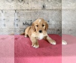 Litter of 10 - Male(s) and Female(s) Golden RetrieverLitter of Puppies for Sale - Photo #9