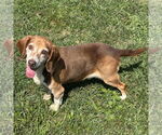 Small #2 Bagle Hound