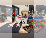 Puppy Mojito Goldendoodle