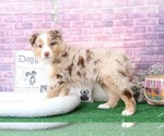 Small Photo #7 Australian Shepherd Puppy For Sale in BEL AIR, MD, USA