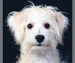 Affenpinscher Puppy for sale in WICHITA, KS, USA