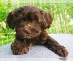 Image preview for Ad Listing. Nickname: AKC CH Ln Male1