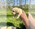 Small Photo #38 Golden Retriever Puppy For Sale in CONCORD, VA, USA
