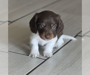Dachshund Puppy for sale in JACKSON, TN, USA