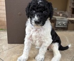 Puppy Fluffy Jr Poodle (Standard)