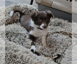 Puppy Rory Border-Aussie