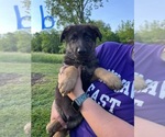 Small Photo #4 German Shepherd Dog Puppy For Sale in CONNERSVILLE, IN, USA