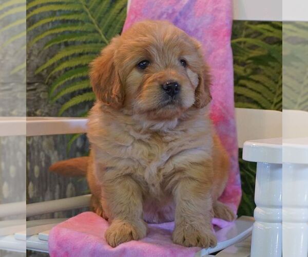 Medium Photo #3 Goldendoodle-Poodle (Miniature) Mix Puppy For Sale in THORP, WI, USA