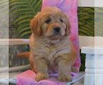 Small Photo #3 Goldendoodle-Poodle (Miniature) Mix Puppy For Sale in THORP, WI, USA