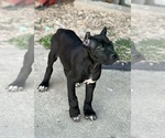 Small #4 Cane Corso