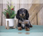Puppy Stormy Dachshund