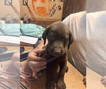 Puppy Purple Collar Labrador Retriever