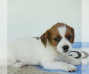 Jack Russell Terrier-Shih Tzu Mix Puppy for sale in EAST EARL, PA, USA