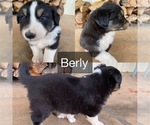 Puppy Berly Australian Shepherd