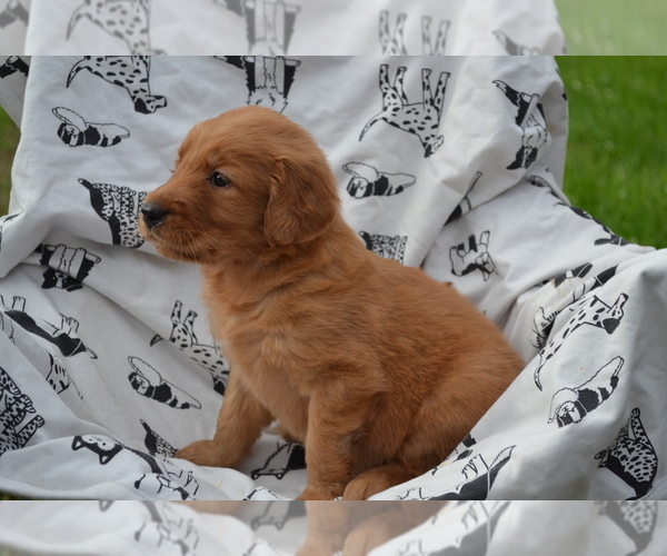 Medium Photo #3 Golden Retriever Puppy For Sale in GREENWOOD, WI, USA
