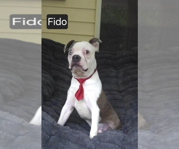 Medium Photo #1 Boston Terrier Puppy For Sale in MINERAL WELLS, WV, USA