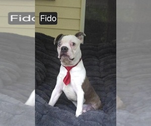 Boston Terrier Puppy for sale in MINERAL WELLS, WV, USA