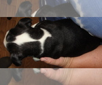 Small Photo #8 Boston Terrier Puppy For Sale in BEND, OR, USA