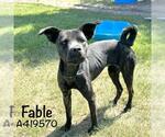 Small #1 Australian Kelpie Mix