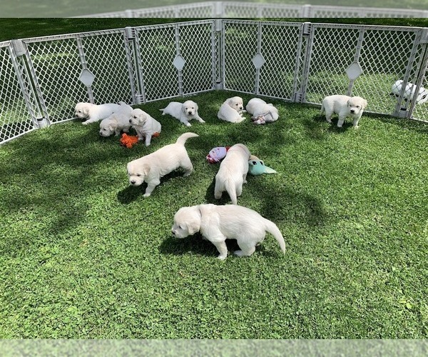 Medium Photo #15 English Cream Golden Retriever Puppy For Sale in MARSHFIELD, WI, USA