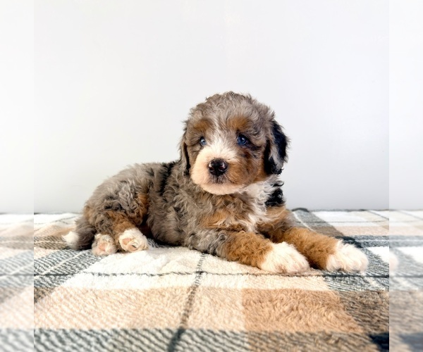 Medium Photo #2 Bernedoodle (Miniature) Puppy For Sale in GREENFIELD, IN, USA