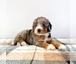 Small #1 Bernedoodle (Miniature)