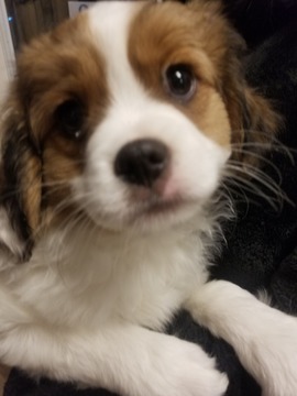 Medium Photo #1 Cava-Chin Puppy For Sale in HENNIKER, NH, USA
