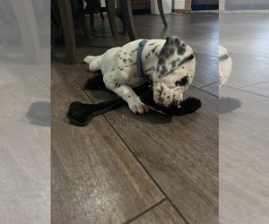 Medium Dalmatian