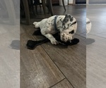 Puppy Kade Dalmatian