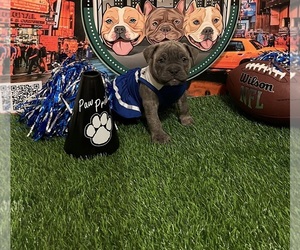 American Bully Puppy for sale in WOLCOTT, CT, USA